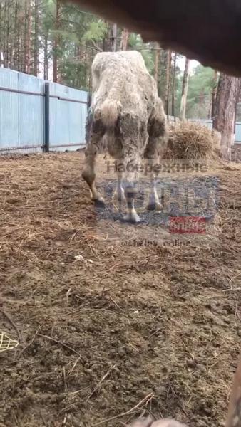 Из челнинского «Тулпара» изъяли животных после скандального видео с ослом и верблюдом