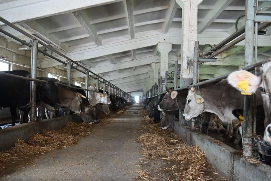 Минниханов посетил животноводческий комплекс АФ «Агро-Л» в Чистопольском районе