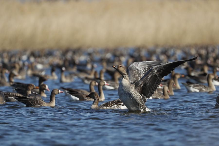 Нижнекамский фотограф на озере Лебяжье насчитал более 10 тысяч гусей