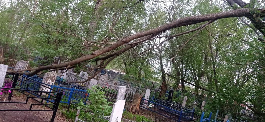 Свисающие над могилами на кладбище под Нижнекамском ветки спилят при появлении финансирования