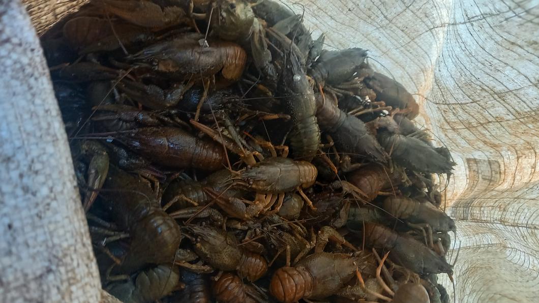 В Татарстане задержали браконьера, ловившего раков