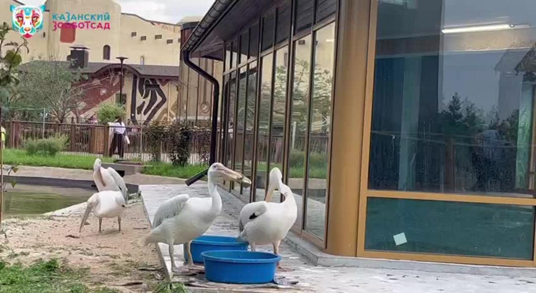 Видео: пеликан в казанском зообсаду ворует рыбу у соседа