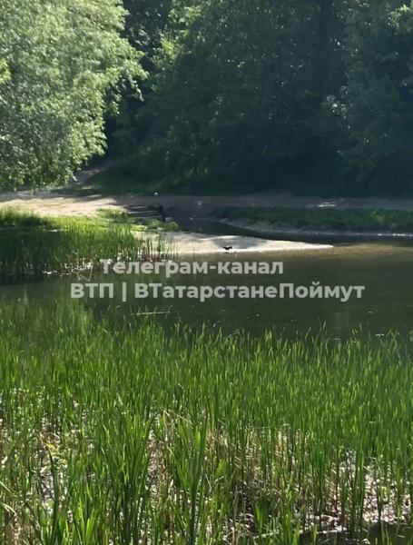 В казанском озере происходит массовое вымирание уток и загрязнение воды