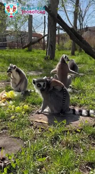 Жители Казани оценили очередное видео с лемурами Жители Казани оценили очередное видео с лемурами