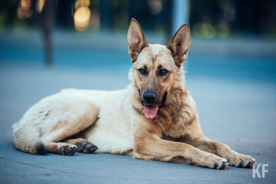 «Стрельба животных идет сплошь и рядом, но никто с этим ничего делать не хочет»