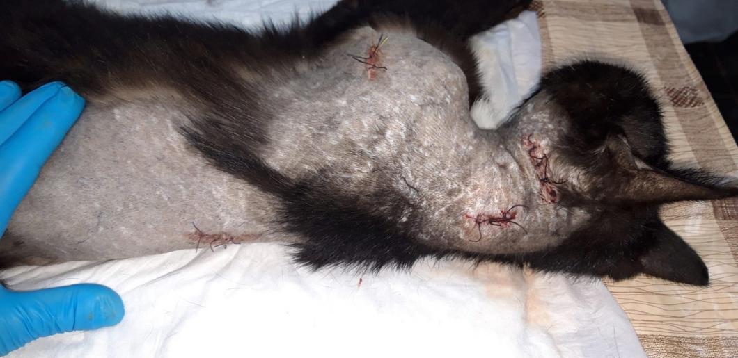 «Стрельба животных идет сплошь и рядом, но никто с этим ничего делать не хочет»