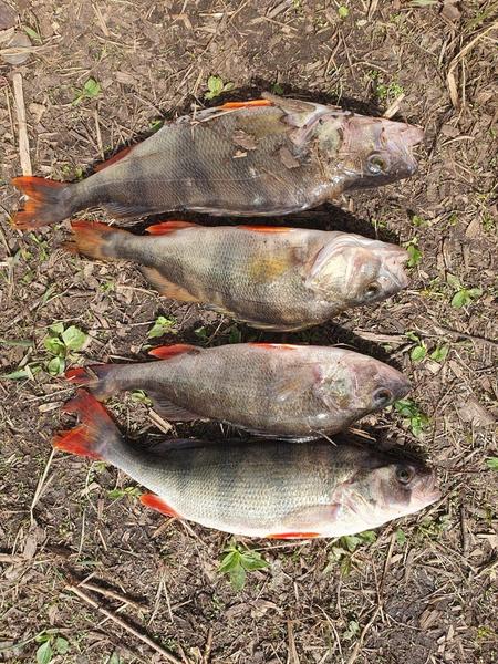 Полицейские во время «Нереста» задержали в Нижнекамском районе 22 браконьеров