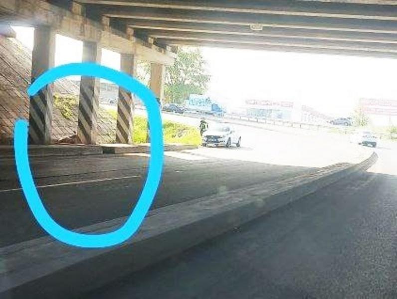 Соцсети: в Челнах обнаружили труп бегавшего по городу лося