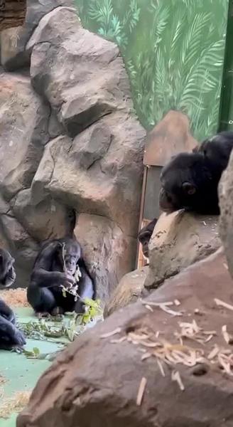 В казанском зообсаду шимпанзе прячутся в тени от жары