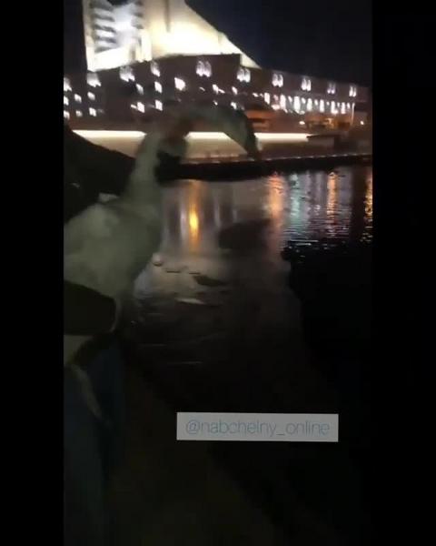 Спасённого активистами лебедя на озере под Челнами доставили в Казань