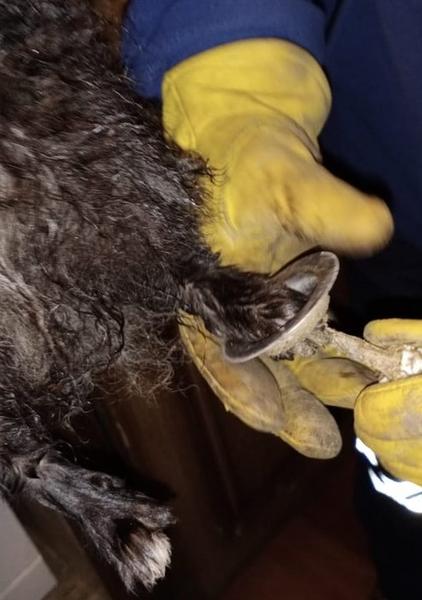 В Казани спасатели помогли собачке с застрявшей в сливе раковины лапкой