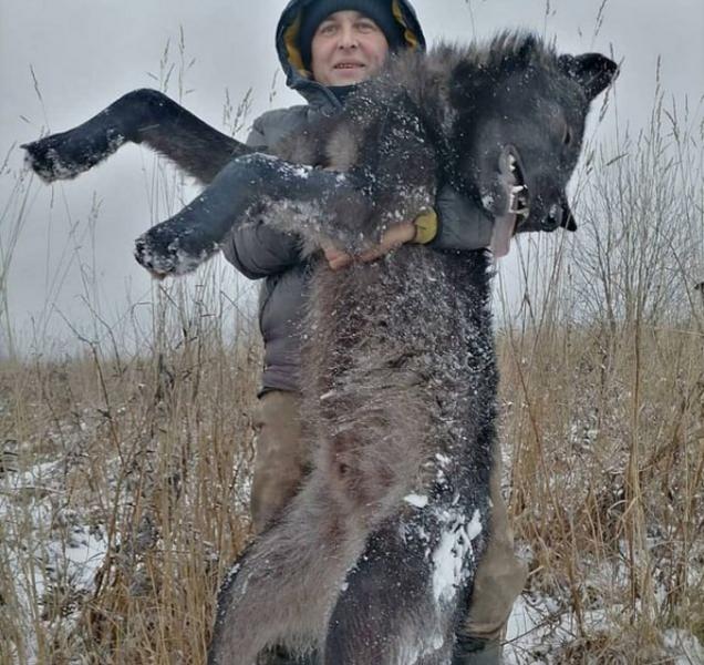 В Татарстане похвастались убийством редкого чёрного волка – KazanFirst