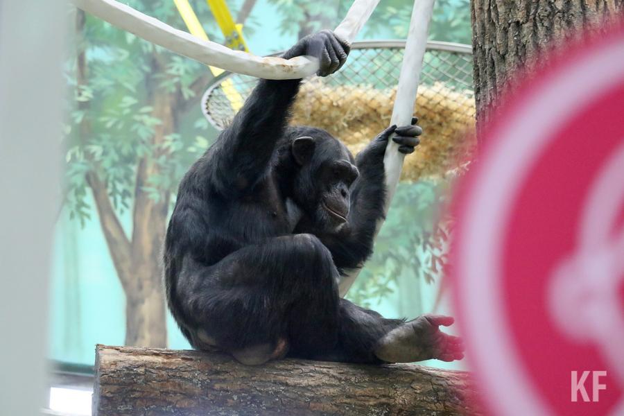 В казанский зоопарк «Река Замбези» привезли шимпанзе, понимающих немецкий язык