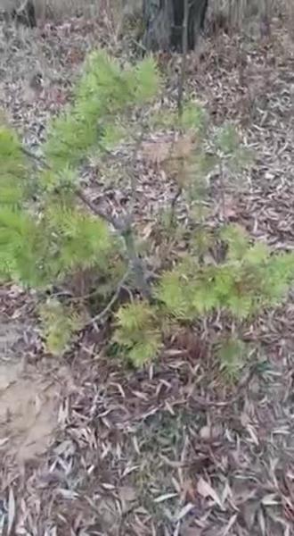 Беременная жительница Казани провалилась в «ловушку» на набережной Лебяжьего озера Беременная жительница Казани провалилась в «ловушку» на набережной Лебяжьего озера