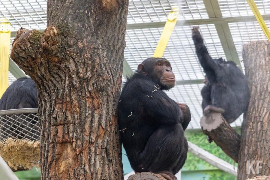 В казанском зоопарке поселились шесть шимпанзе, не понимающих по-русски