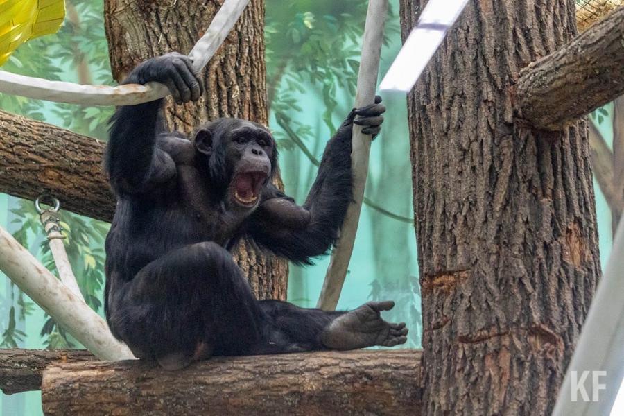 В казанском зоопарке поселились шесть шимпанзе, не понимающих по-русски
