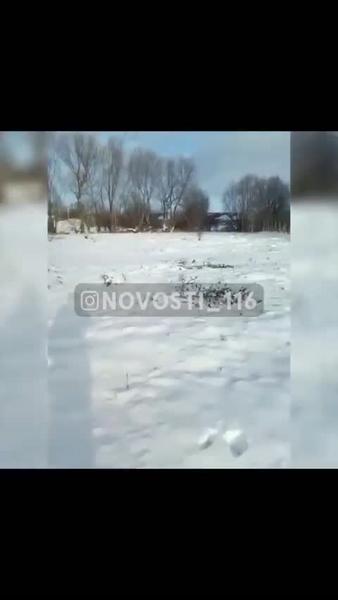 Живодеры в Татарстане повесили собаку на дереве и вырвали ей язык