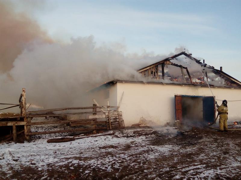 В Арском районе Татарстана загорелась ферма с коровами и телятами В Арском районе Татарстана загорелась ферма с коровами и телятами