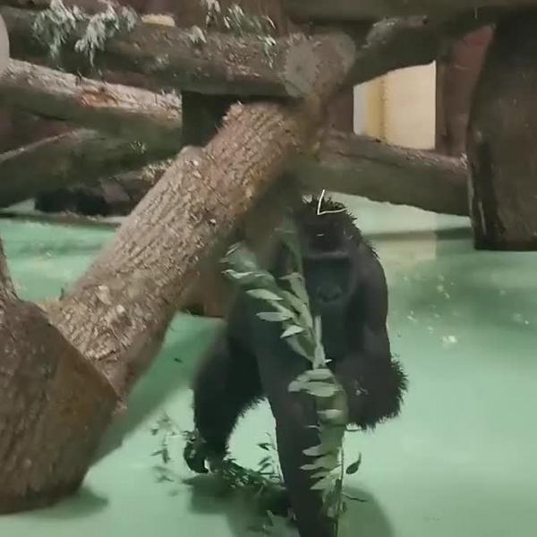 В казанский зоопарк «Река Замбези» завезли новую гориллу из Испании