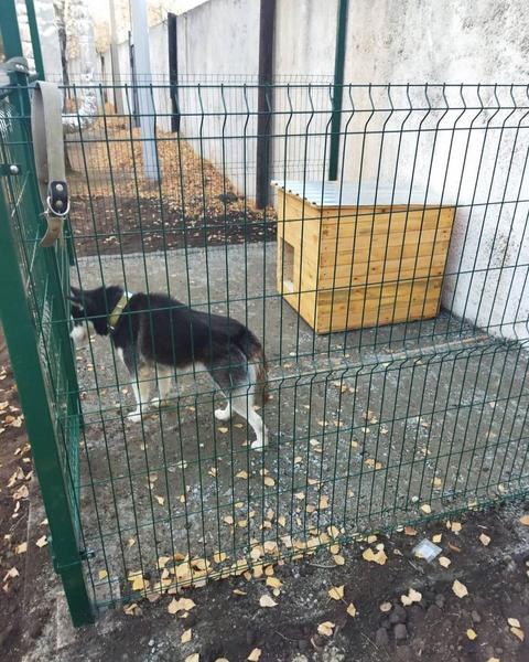 Сотрудники «Казэнерго» построили для взятых из приюта собак будки и вольеры