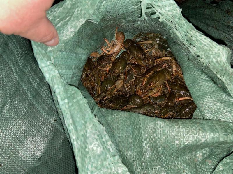 Под Челнами поймали браконьеров с мешками, набитыми раками