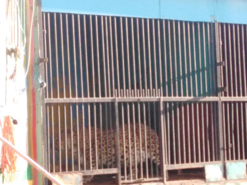 Бугульминцы: Животные из оскандалившегося зверинца 2 месяца испражняются под себя