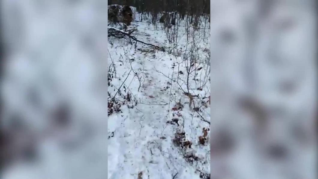 Татарстанские полицейские нашли в лесу нарколабораторию в палатке