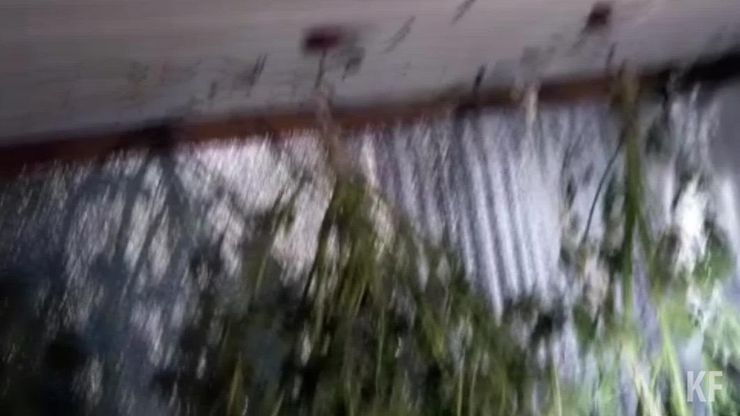 Под Челнами с 1,5 кг «запрещенки» поймали выращивавшего коноплю у дома сельчанина