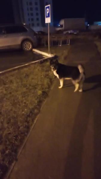 В Елабуге крупная бездомная собака утащила померанского шпица - видео