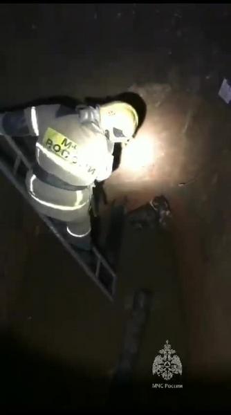 Появилось видео спасения собаки в промзоне Нижнекамска, которая выла в яме с водой