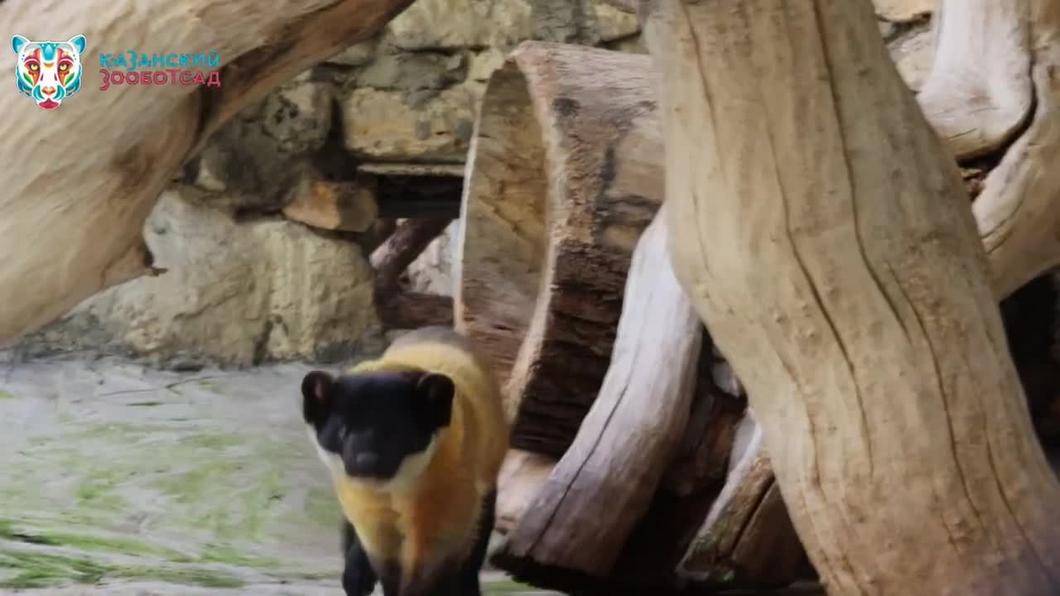Казанский зоопарк показал желтогрудую куницу