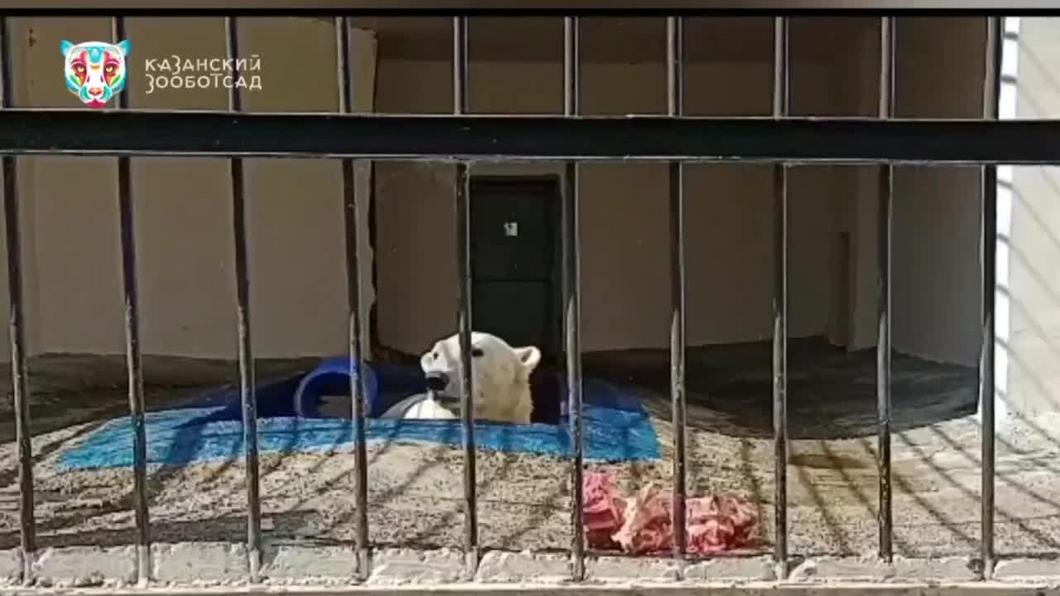 Прокуратура: Белого медведя в казанском зоопарке содержат с нарушениями
