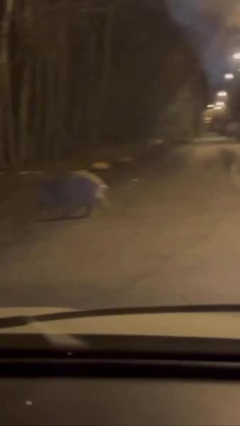 Стадо диких кабанов разнесла мусорку в подмосковных Мытищах - видео
