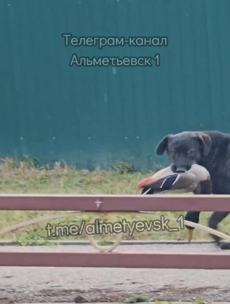 В Альметьевске засняли собаку, убившую утку с каскада прудов
