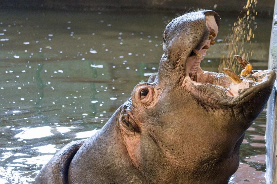 Купи слона. Казанский зоопарк ждет помощи ТАИФа с тяжелой покупкой