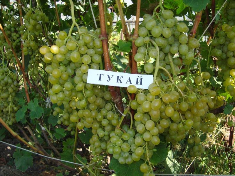 В Татарстане виноградари объединились с фермерами и учеными