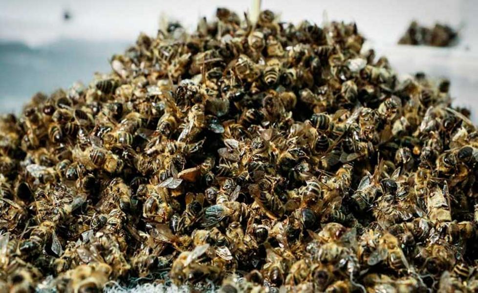 Пчеловоды Тукаевского района хотят засудить свиноводов