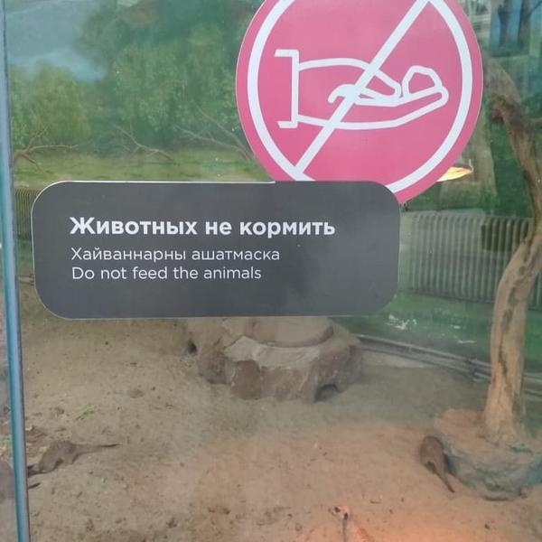 Крик души казанского зоопарка: руководство просит посетителей не кормить животных