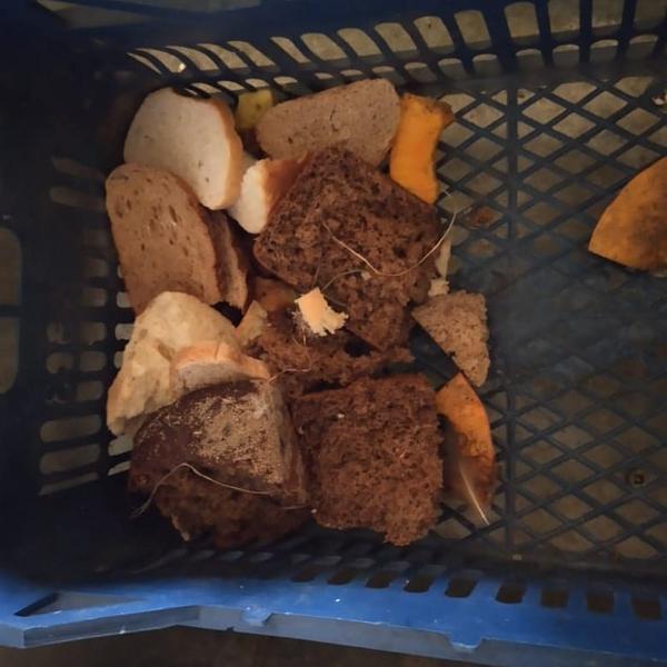 Крик души казанского зоопарка: руководство просит посетителей не кормить животных