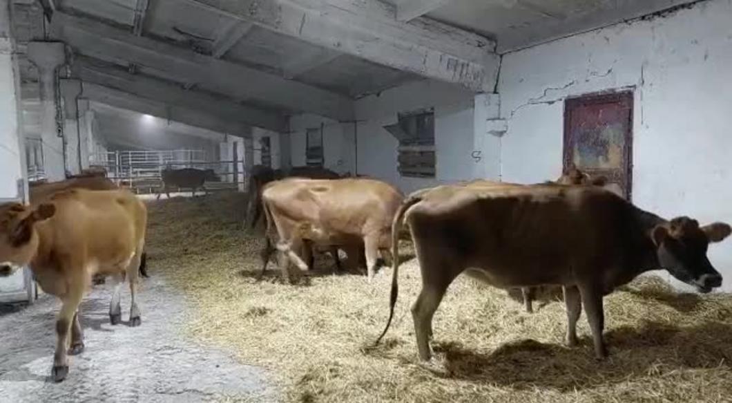 На ферму в Нижнекамском районе привезли коров из Дании