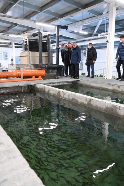 Минниханов посетил рыбоводный комплекс «Биосфера-Фиш»