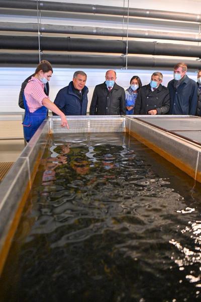 Минниханов посетил рыбоводный комплекс «Биосфера-Фиш»
