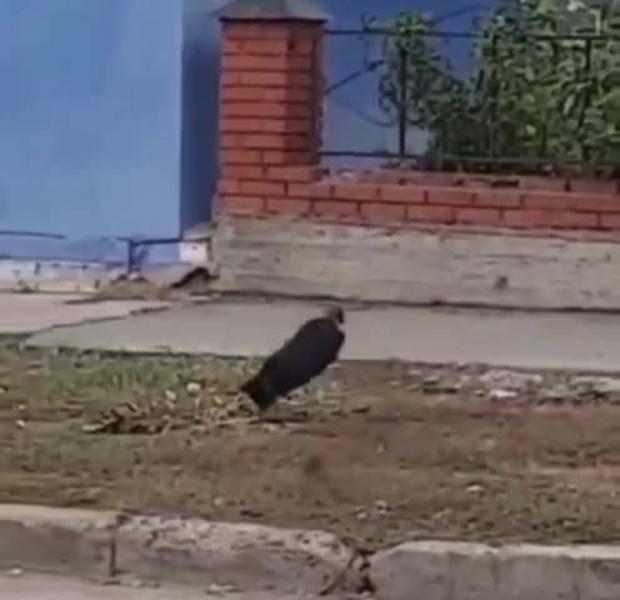 В Альметьевске появилась крыса-ниндзя