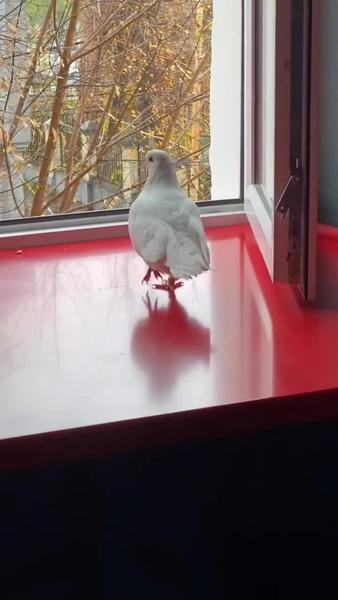 Юморист Александр Долгополов увидел окольцованного голубя в казанской квартире