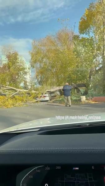 В Челнах сильный ветер повалил дерево на машины возле МФЦ