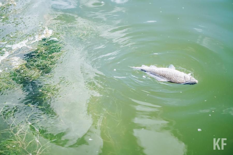 «Мы приближаемся к уровню мертвого объема»: в Татарстане из-за обмеления Волги страдает рыба