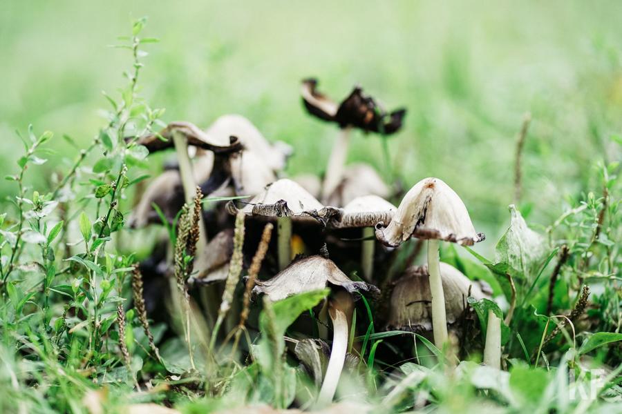 Доктор Бунов: покупные грибы могут быть крайне опасны