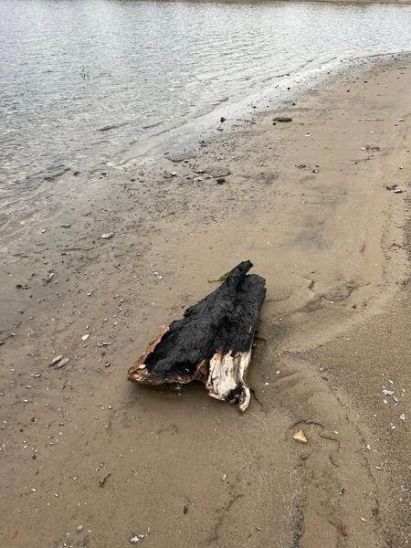 Казанцы перепутали бревно с застрявшей на отмели собакой и вызвали спасателей