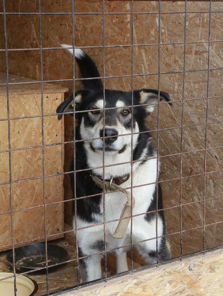 В Альметьевске за один день отловили 17 собак