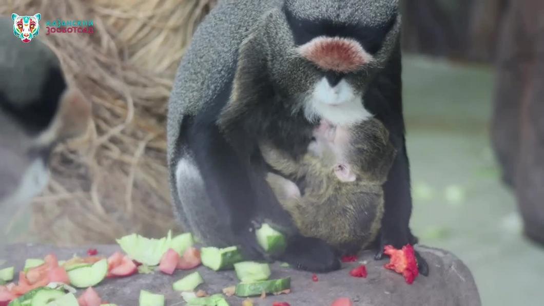 В зоопарке Казани показали новорожденного малыша мартышек Игоря и Муфасы